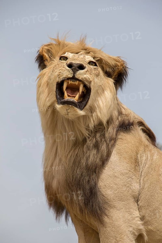 Head of stuffed lion with mouth open in view