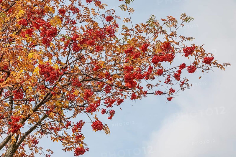 European rowan