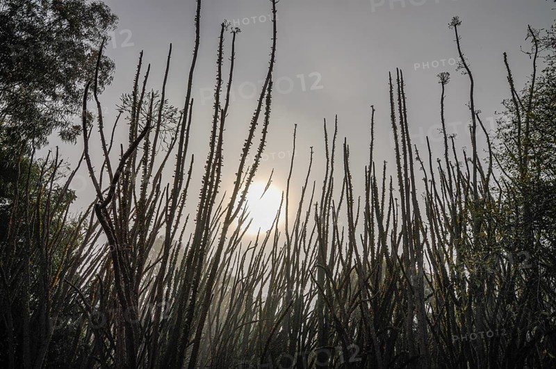 Spiny forest in backlight