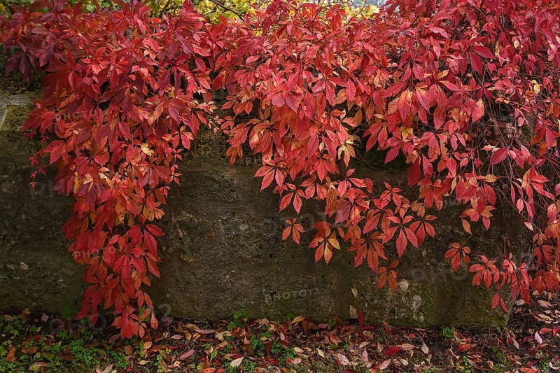Autumnal