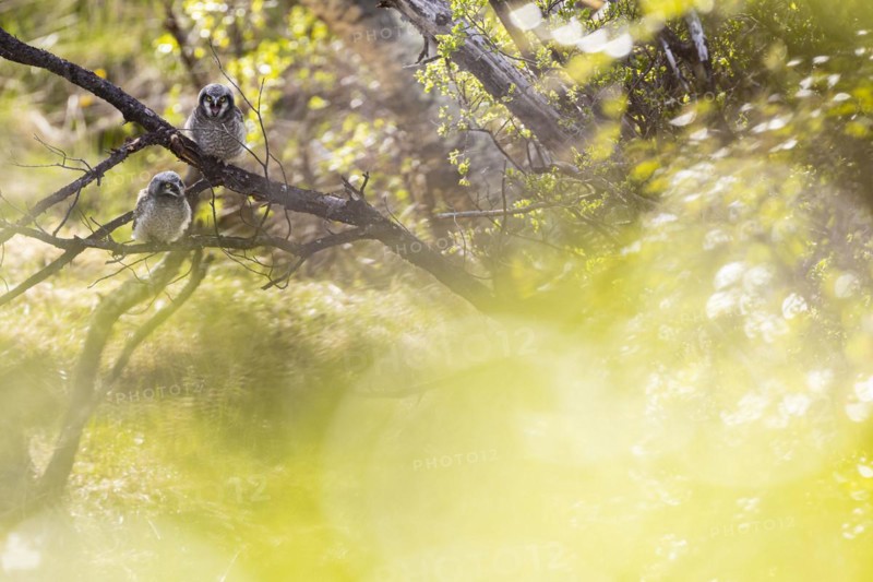 Northern hawk owl