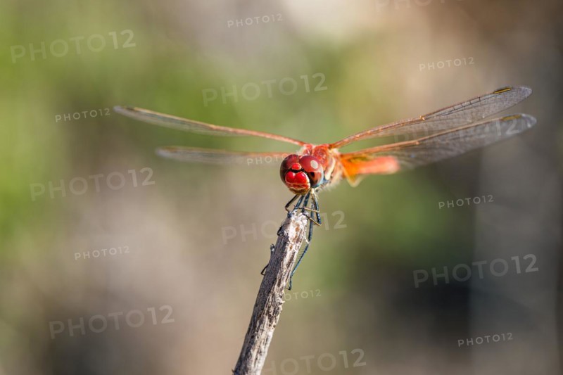Red Veined Darter