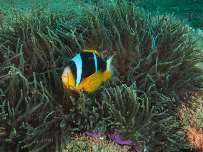 Allards clownfish