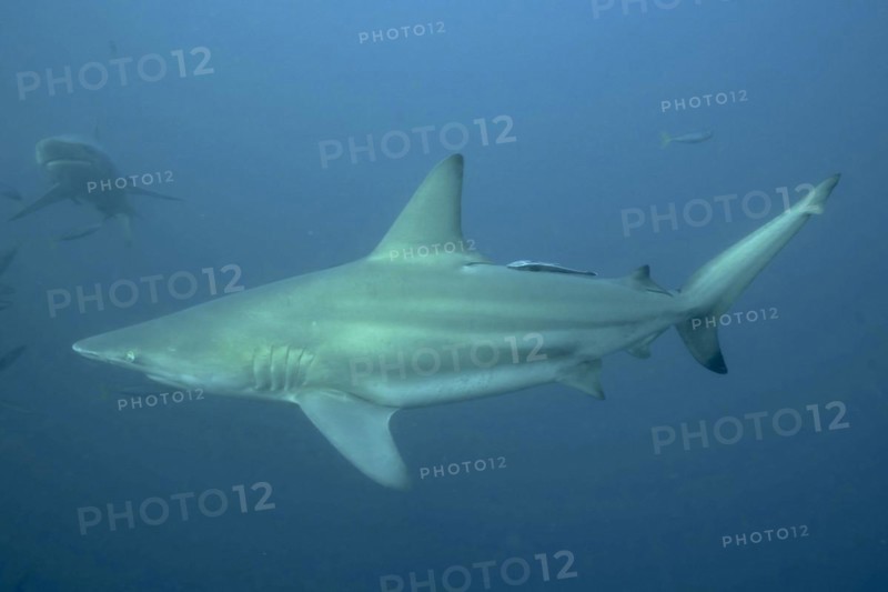 Blacktip shark