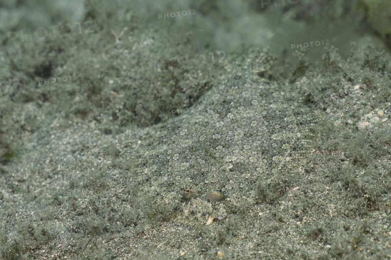 Well camouflaged flounder