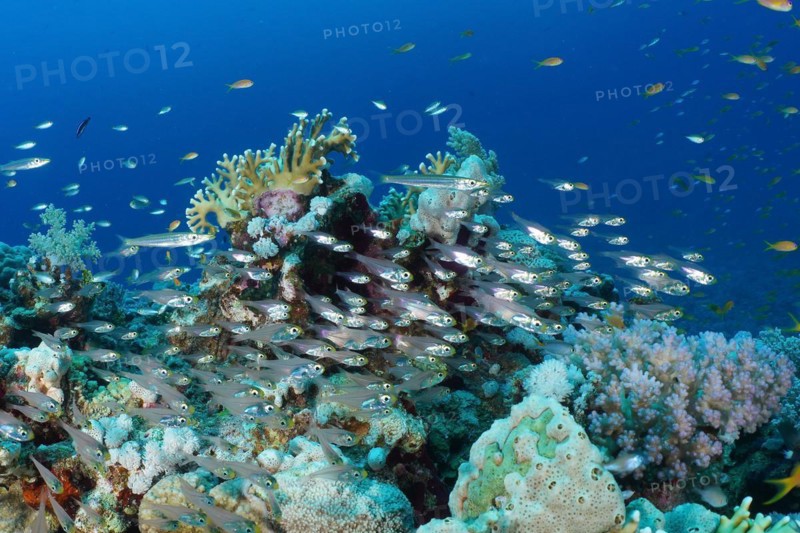 Shoal