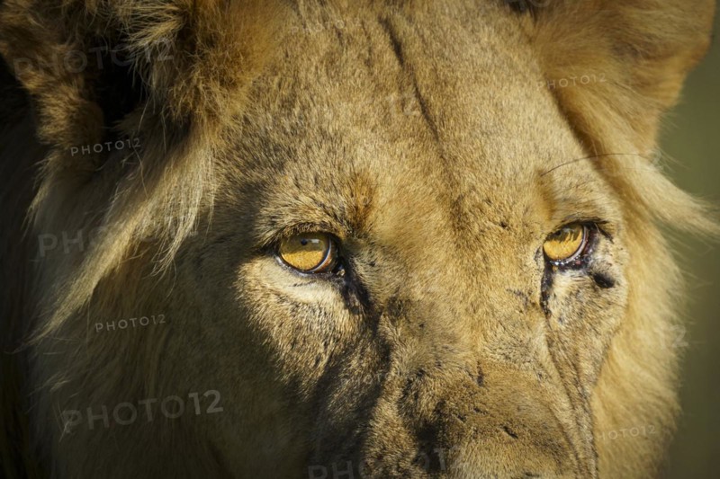 Black maned lion