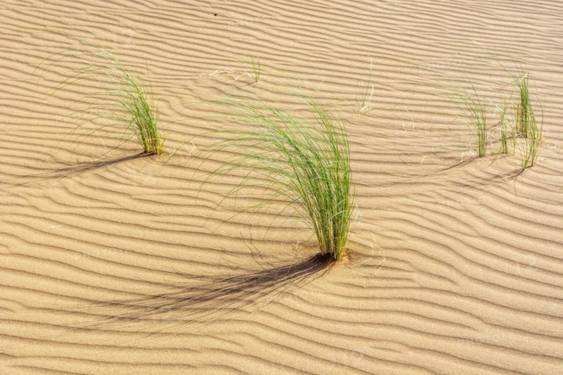 Drinn grass