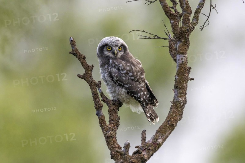Northern hawk owl
