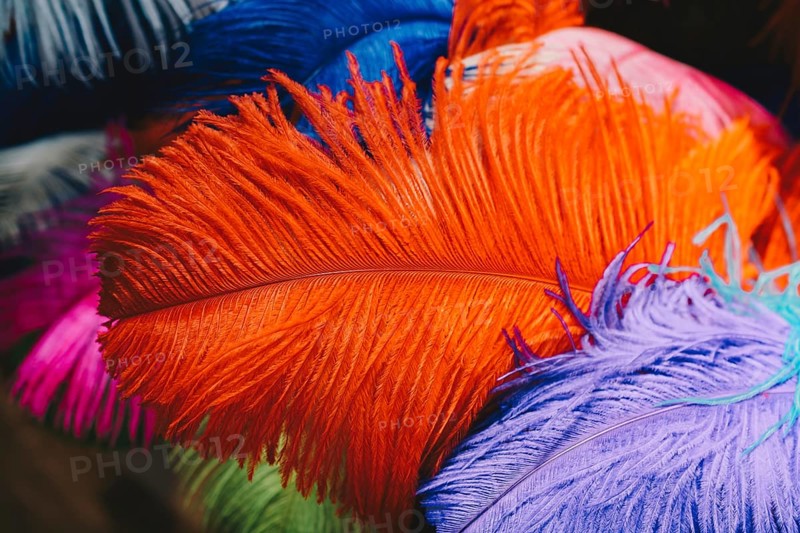 Collection of colored decorative feathers placed on white background
