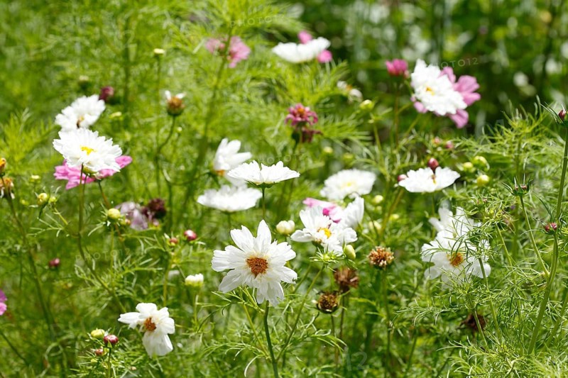Flowering love-in-a-mist