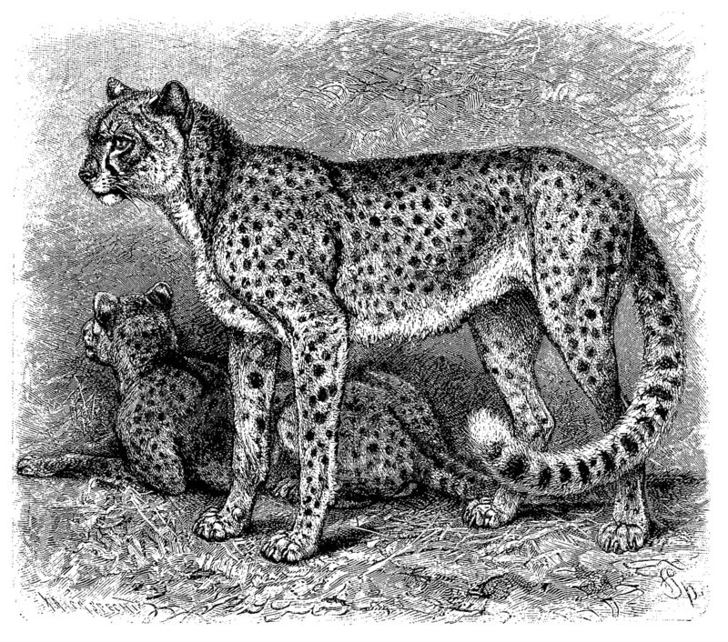 Cheetah
