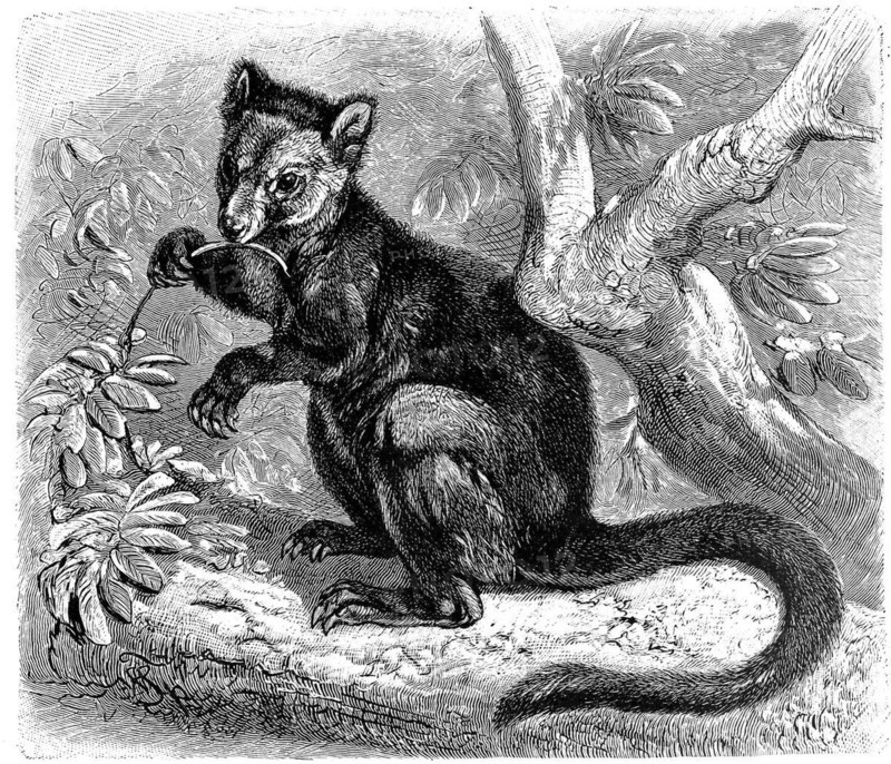 Ursine tree-kangaroo