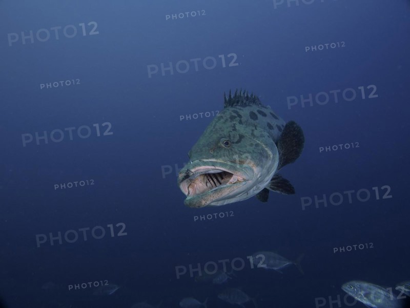 Potato grouper