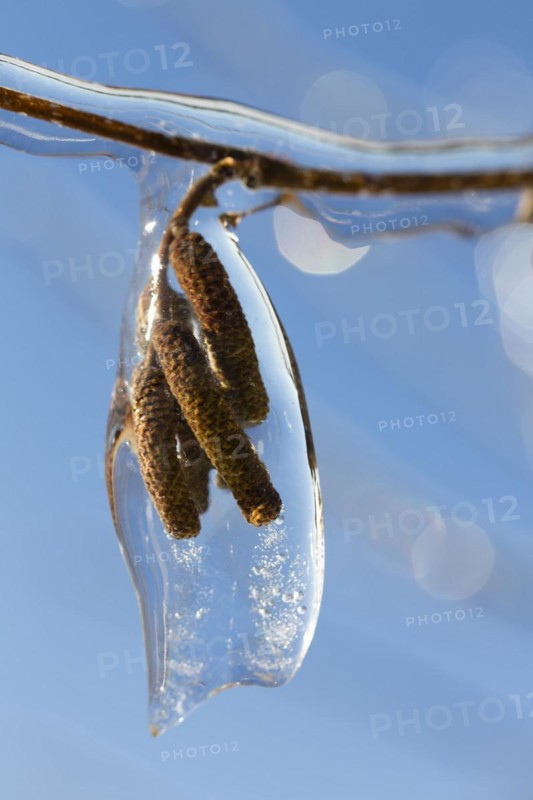 Common hazel