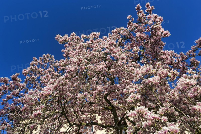 Flowering magnolia tree