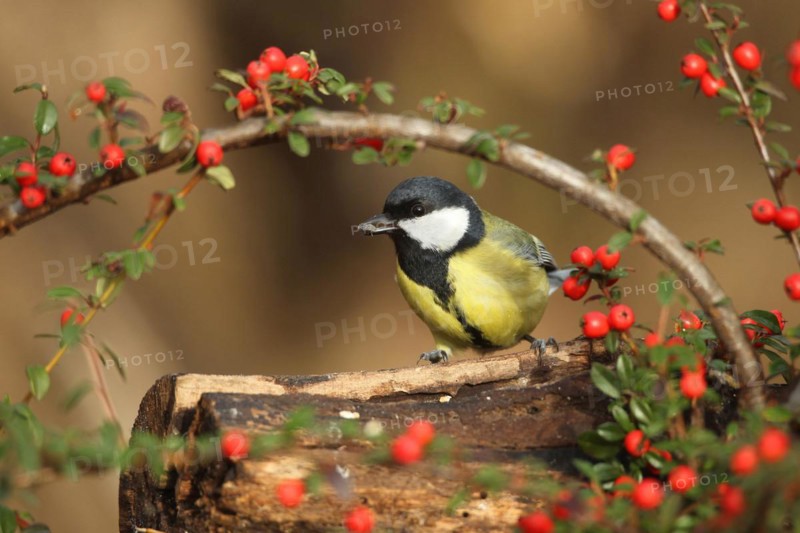 Great tit
