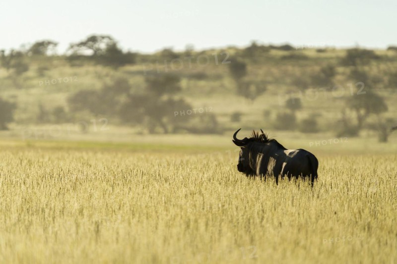 A wildebeest
