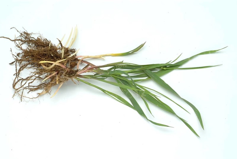 Medicinal plant couch grass