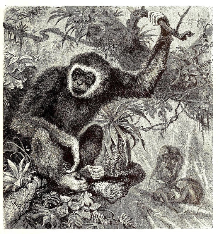 White-handed gibbon