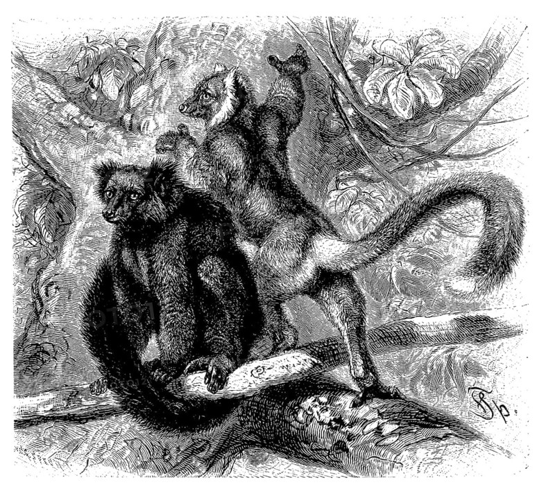 Black lemur