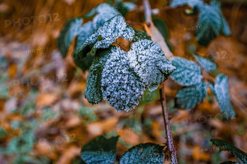 Leaves from a blackberry bush
