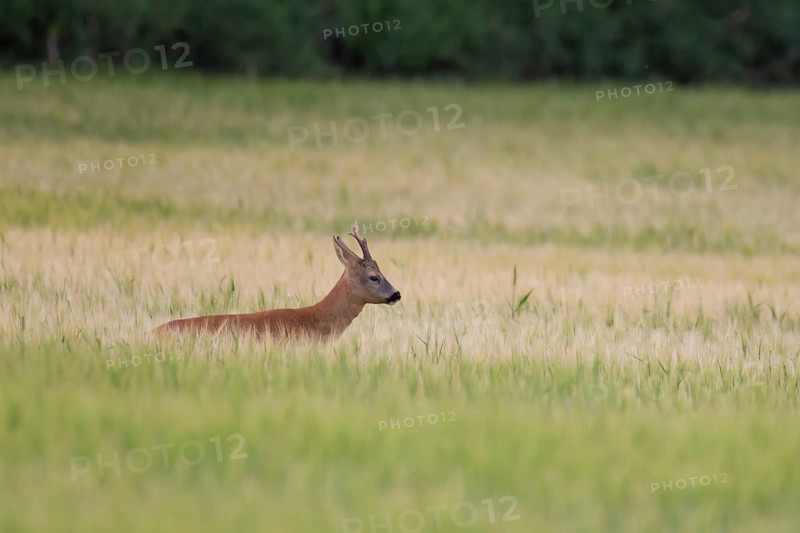Roe deer