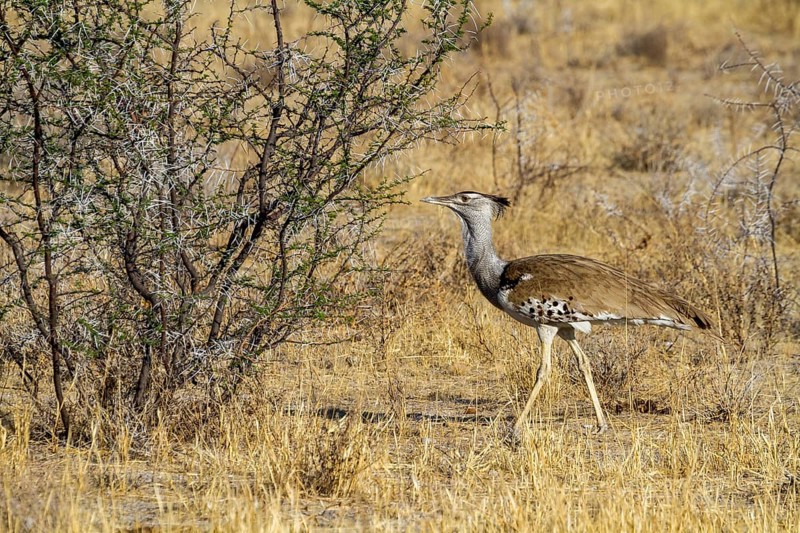 Kori Bustard