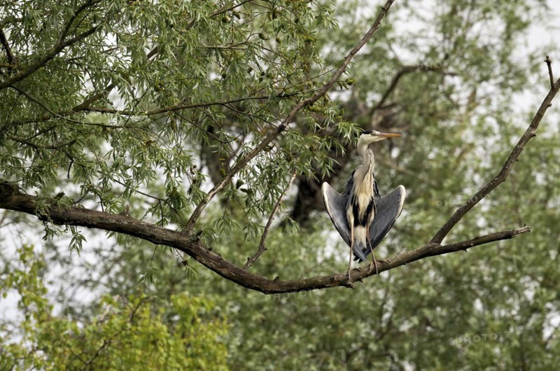 Grey heron