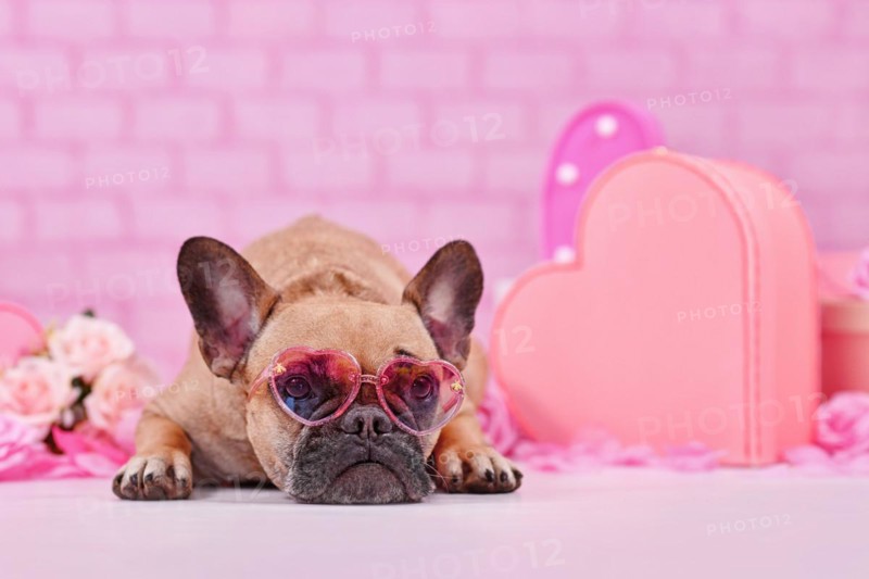 French Bulldog dog wearing pink heart shaped Valentine's day glasses between seasonal decoration