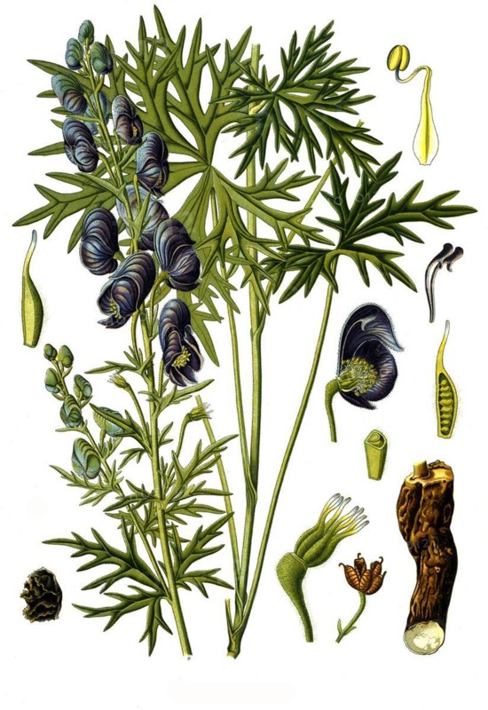 Medicinal plant ferox