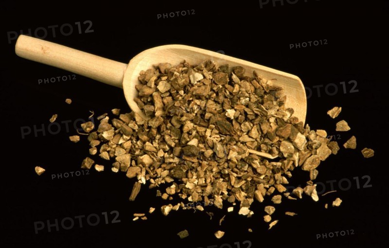 Medicinal herbs: elecampane