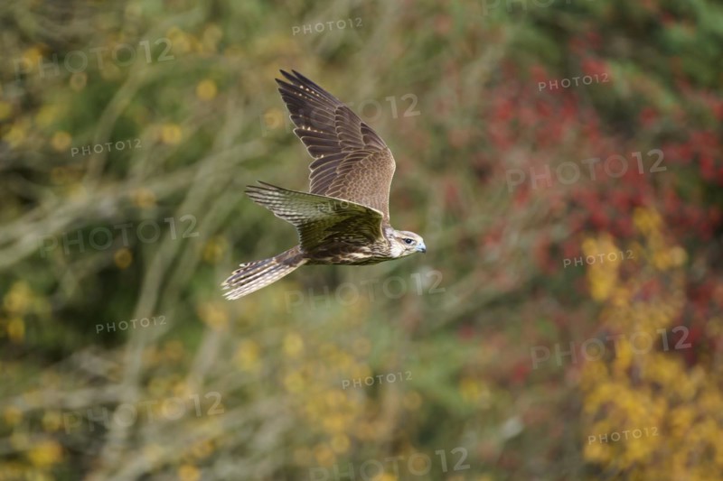 Saker falcon