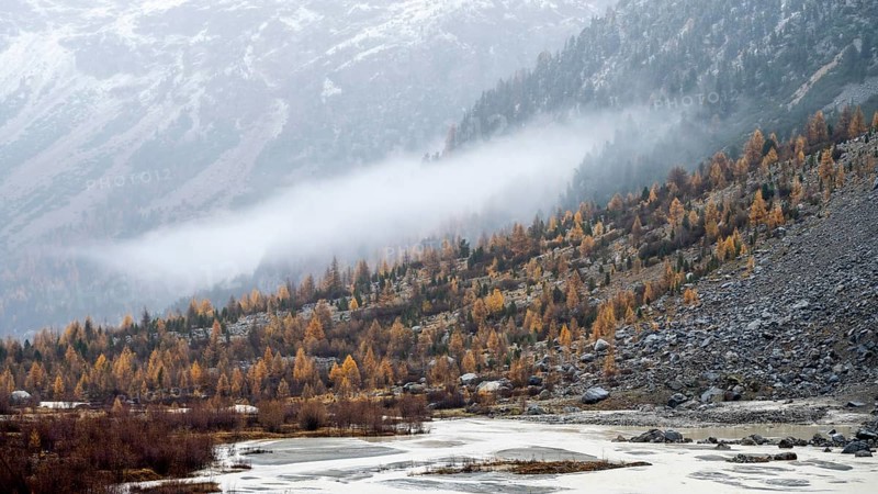 Autumn larch forest in Val Morteratsch