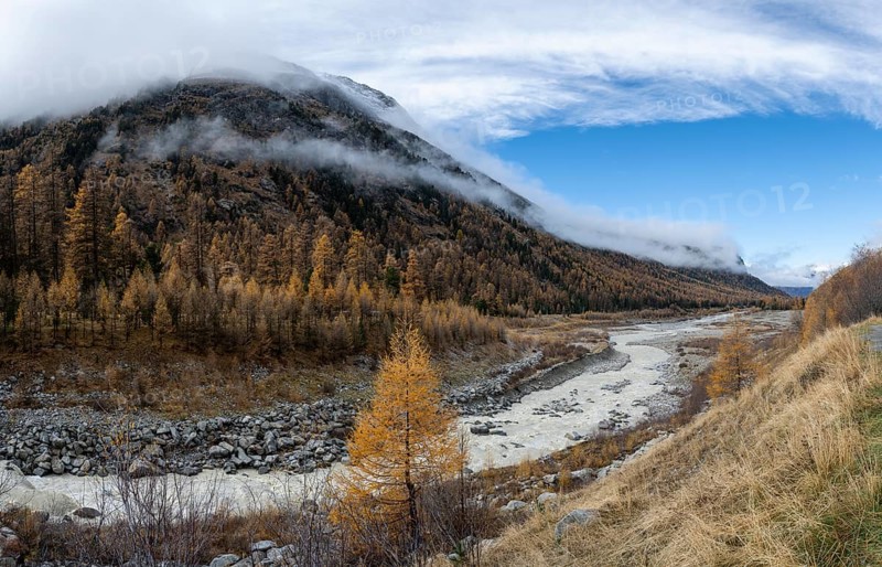 Autumn larch forest in Val Morteratsch
