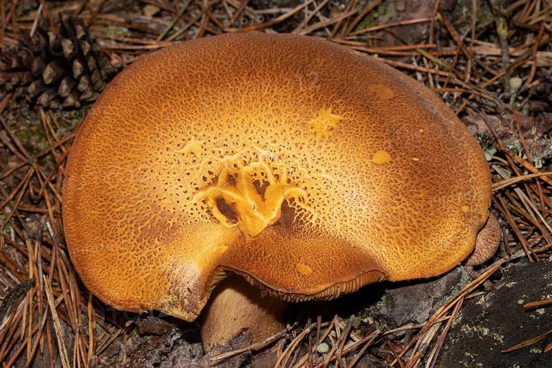 Reddish wood knightling Fruiting body brown stalk and yellowish-reddish cap in needle litter