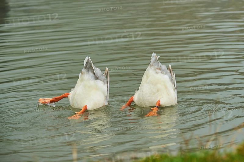 Domestic mallard