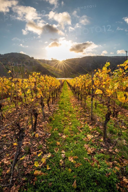 Autumn vineyards on the Moselle river