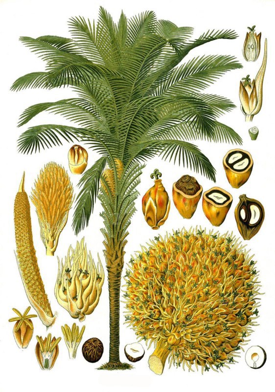 Medicinal plant