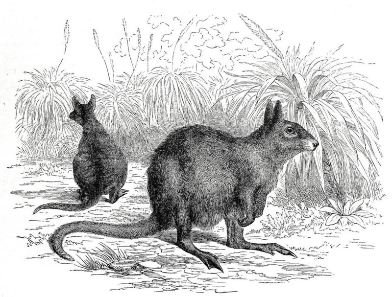 Eastern hare kangaroo