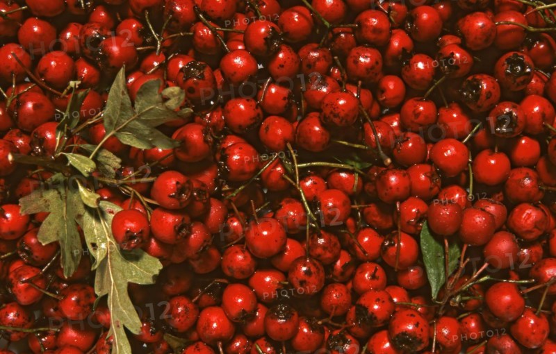 Fruits of the hawthorn