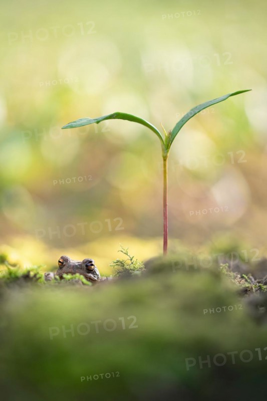Common toad