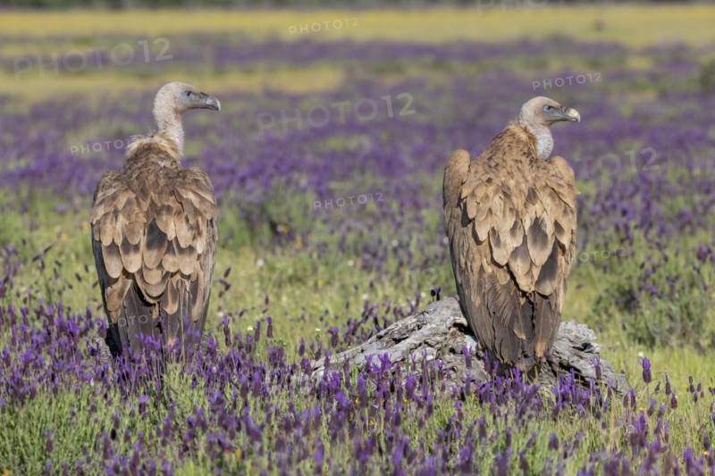 Griffon vulture