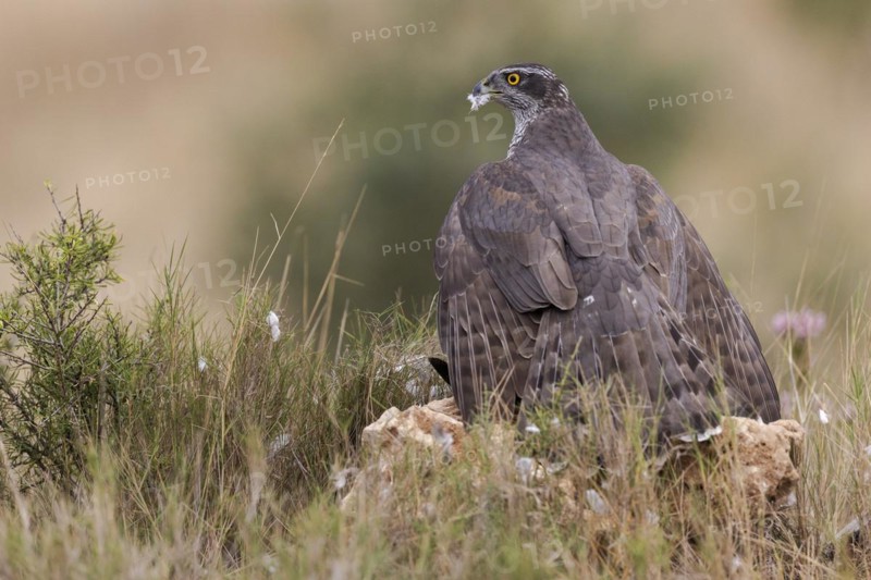 Northern goshawk