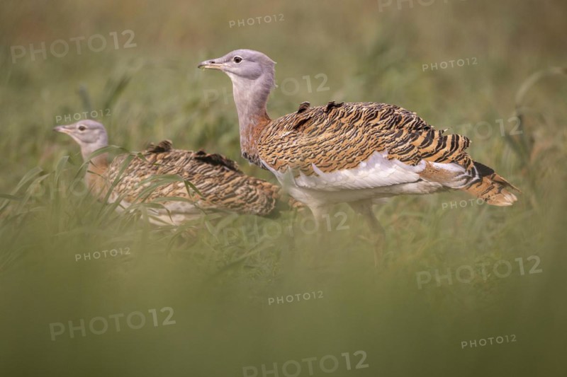 Great bustard