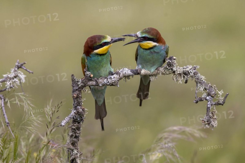 European bee-eater