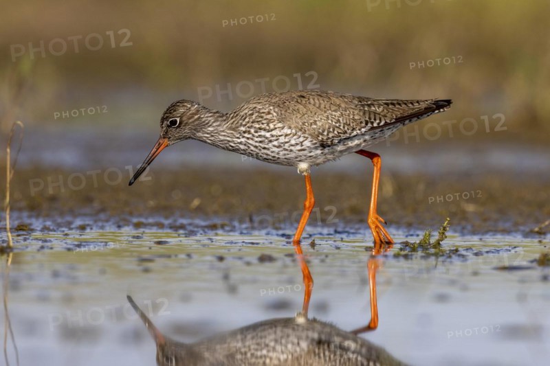 Common redshank
