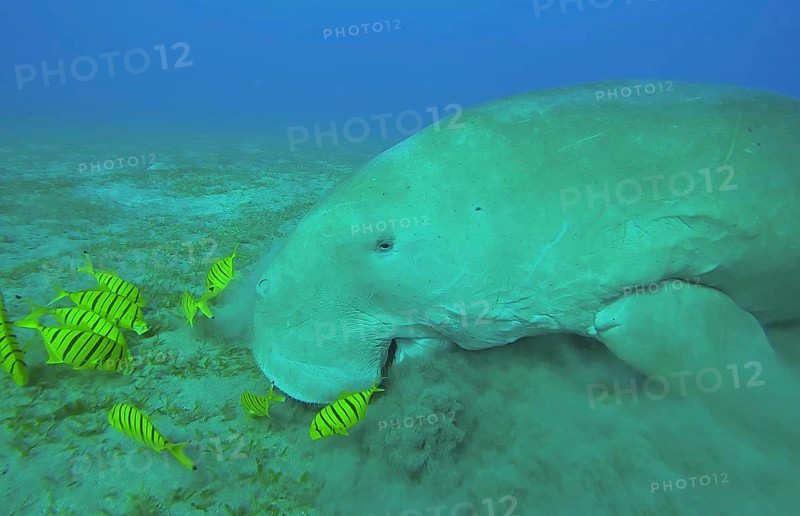 Ckose-up of Sea Cow