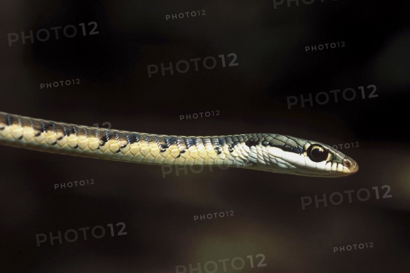 Bronze's back tree snake