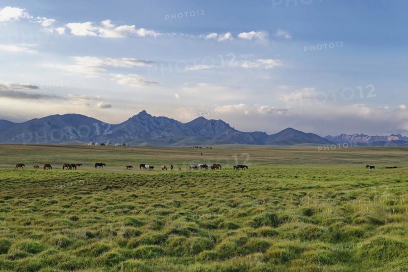 Horses grazing in the steppe at sunset